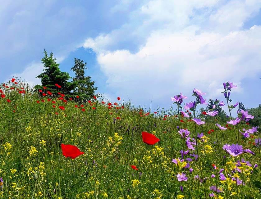 velingrad4