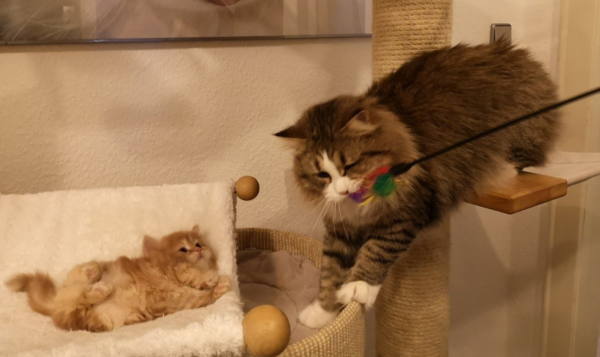 cat1