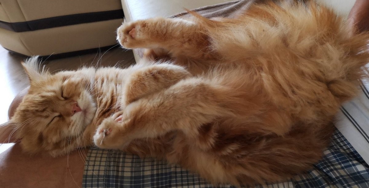 cat12