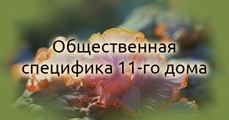 Общественная специфика 11-го дома